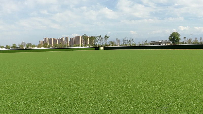 门球场草坪选用的都是高密度曲丝草